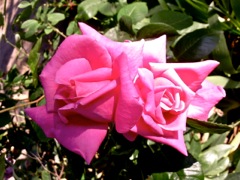 Roses aux pétales en pointe