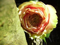 Rose au soleil