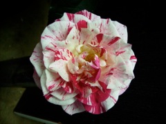 Rose panachée - Blanc et rouge