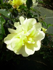 Rose jaune pastel