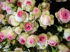Botte de roses