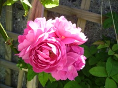 Rosa (Rose) - Rosier rose sur une Treille