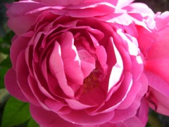 Rose - Détail