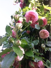 Boutons de roses