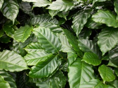 Feuilles de Caféier