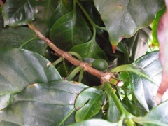 Bouvardia double