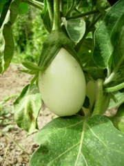 Coqueret du Pérou (Physalis peruviana)