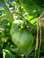 Coqueret du Pérou (Physalis peruviana)