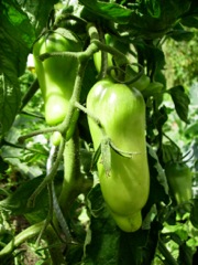 Coqueret du Pérou (Physalis peruviana)
