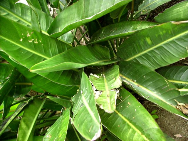 Oiseaux de paradis (Strelitzia Reginae) - Feuilles en extérieur