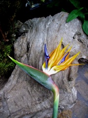 Strelitzia