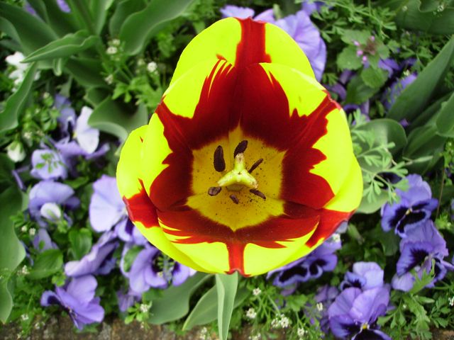 Tulipa (Tulipe)