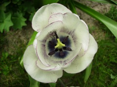 Tulipe blanche