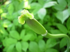 Fruit de la tulipe