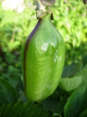 Tulipe (Tulipa)