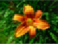 Liliac&eacute;es