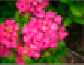 Hydrangeac&eacute;es