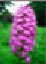 Orchid&eacute;es sauvages