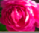 Rosac&eacute;es