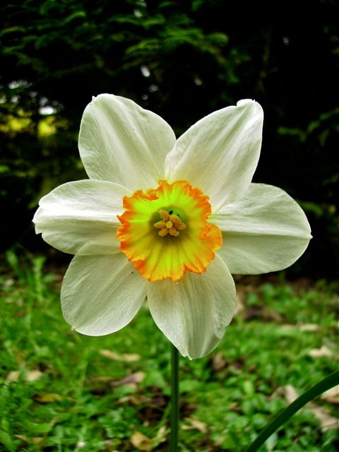 Narcissus poeticus (Narcisse des poètes) - Axe horizontal