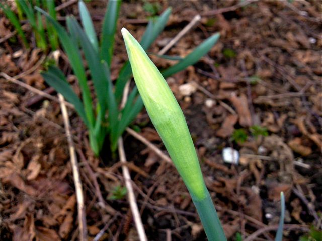 Narcissus (Narcisse) - Bouton