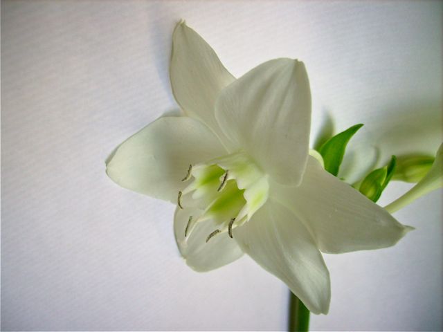 Eucharis