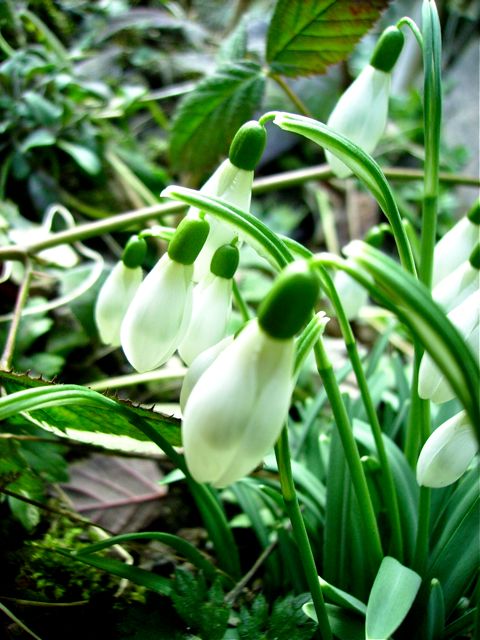 Galanthus nivalis - Profil