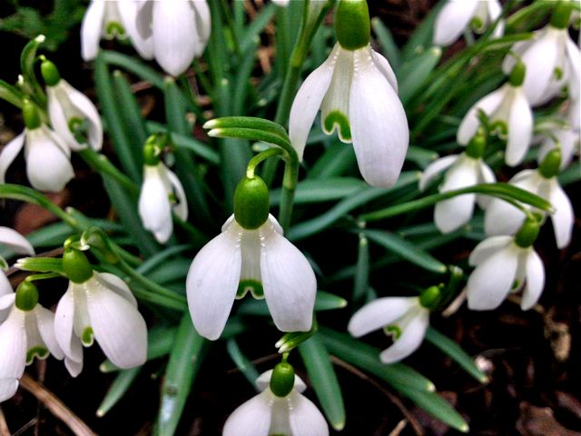 Galanthus nivalis - Pied