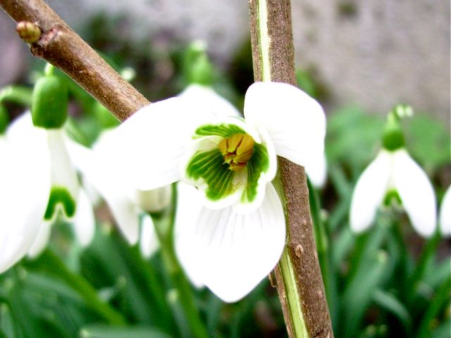 Galanthus nivalis (Perce-neige) - Etamines