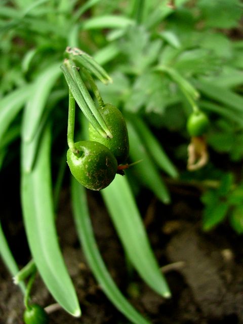 Galanthus nivalis - Fruit