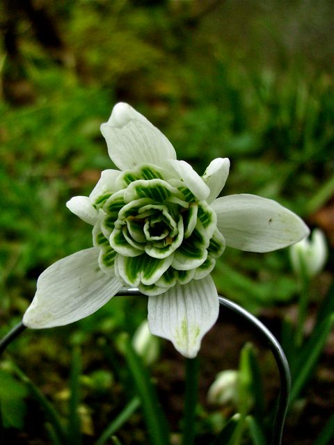 Galanthus nivalis - Double