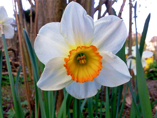 Narcissus poeticus (Narcisse des poètes) - Axe vertical