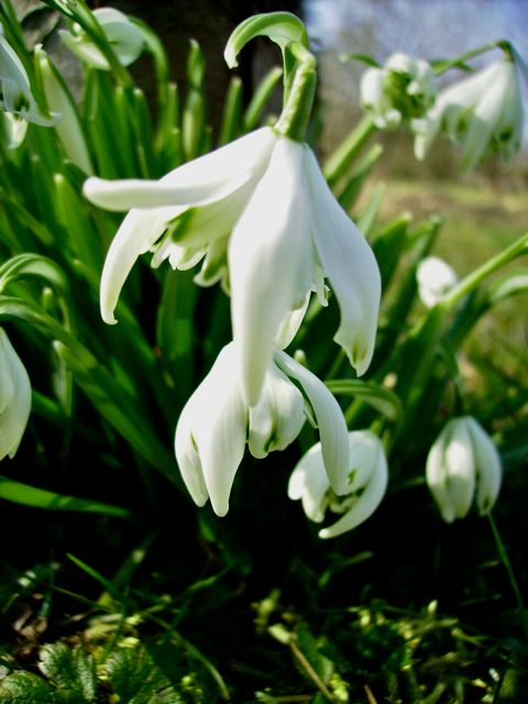 Galanthus Nivalis (Perce Neige) - Fleurs doubles