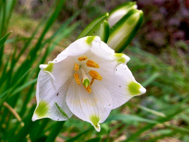 Leucojum vernum (Nivéole de printemps) - Etamines