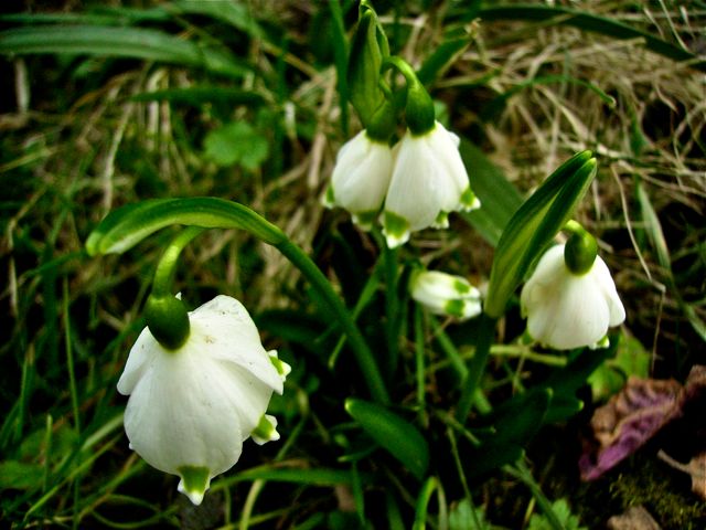 Leucojum vernum (Nivéole de printemps) - Groupe