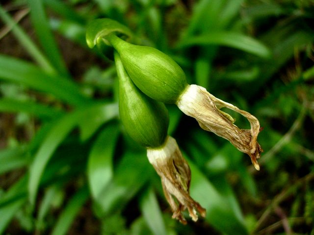 Leucojum vernum (Nivéole de printemps) - Fruit