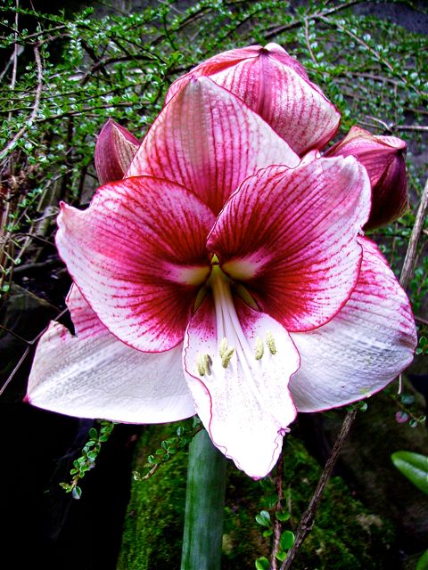 Hippeastrum - Face