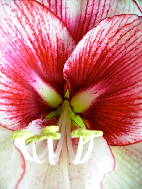 Hippeastrum - Gros plan