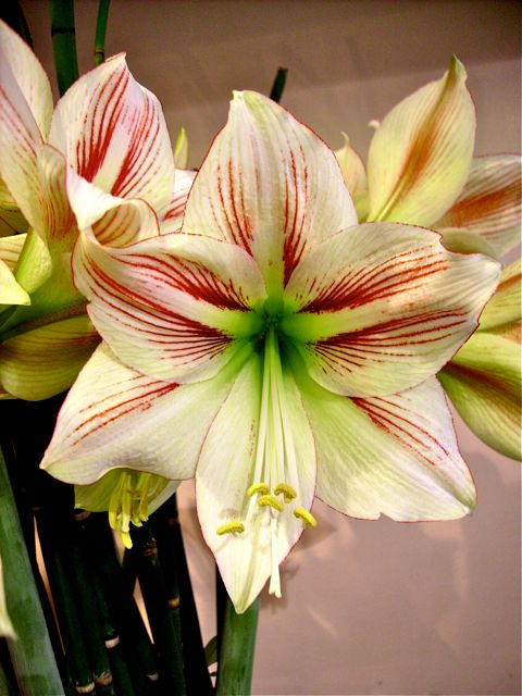 Hippeastrum - Blanc, rouge et vert