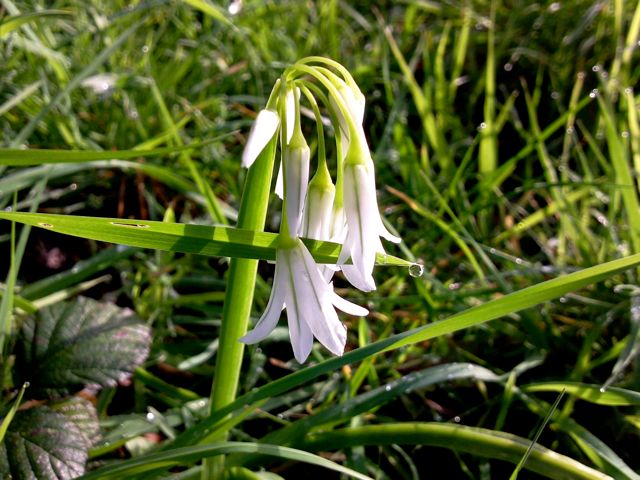 Allium triquetrum