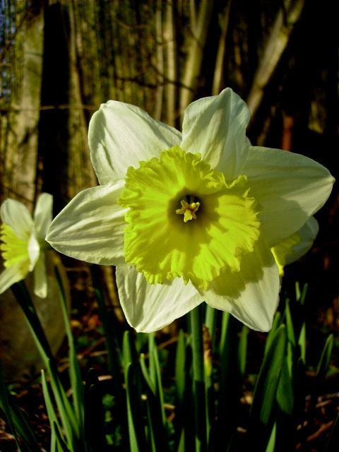 Narcissus pseudonarcissus (Narcisse jaune)