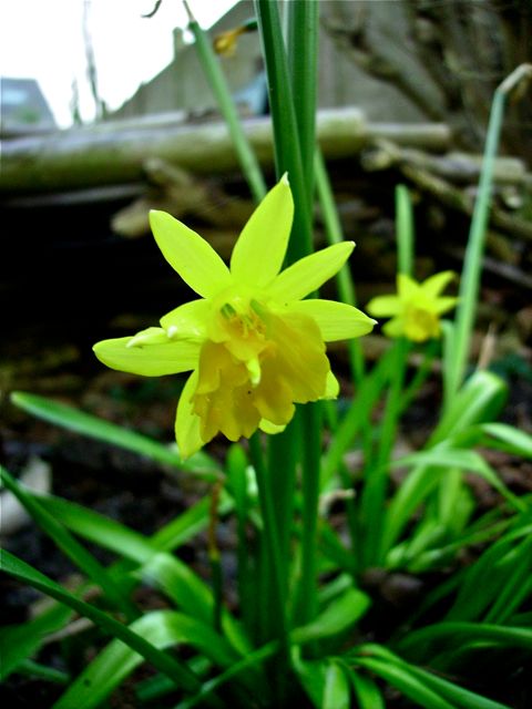 Narcissus (Narcisse) - Miniature double