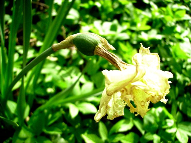 Narcissus (Narcisse) - Fruit