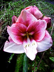 Hippeastrum - Face