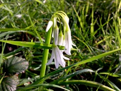 Allium triquetrum