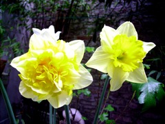 Narcissus (Narcisse) - Simple et double