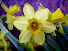 Narcissus (Narcisse) - Mini de face