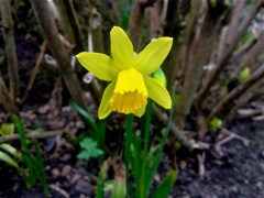 Narcissus (Narcisse) - Mini Jaune
