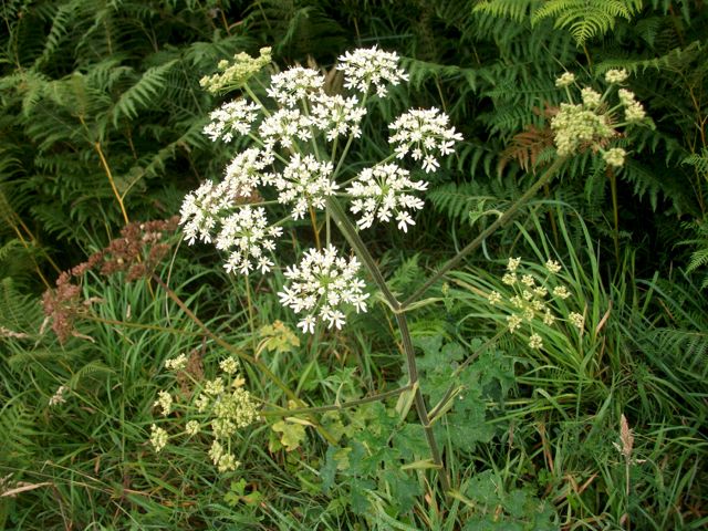 Heracleum sphondylium (Berce commune)