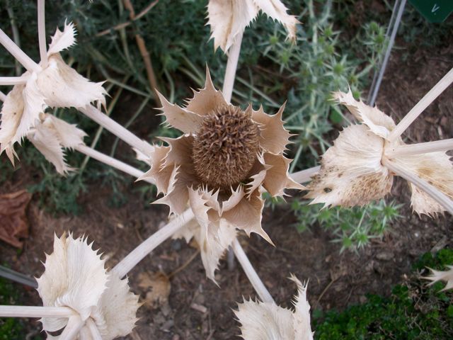 Eryngium giganteum